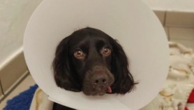 Un câine a fost salvat în ultima clipă după ce a înghițit o mască de protecție din geanta stăpânei